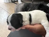 Mijoy , a female Shih Tzu for sale in Inglewood, CA – Photo 3 of 4