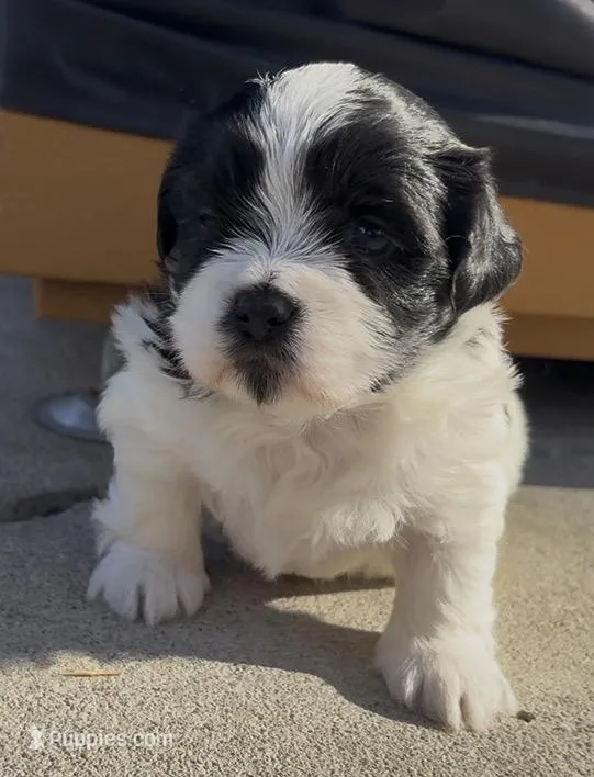 Mijoy  – Shih Tzu puppy for sale in Inglewood, CA