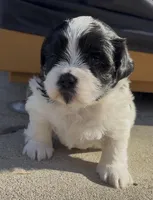 Mijoy , a female Maltese and Shih Tzu for sale in Inglewood, CA – Photo 1 of 4