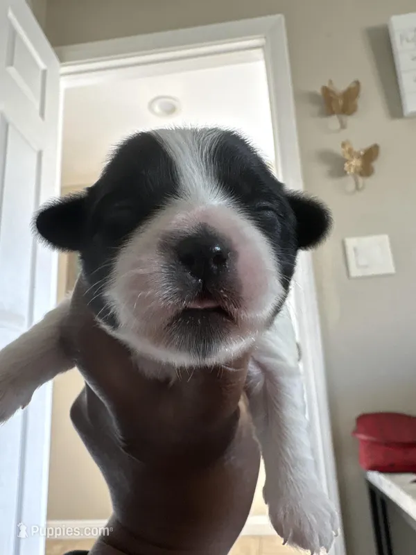 Mijoy  – Shih Tzu puppy for sale in Inglewood, CA