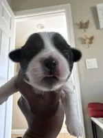 Mijoy , a female Shih Tzu for sale in Inglewood, CA – Photo 1 of 4