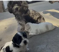 Mijoy , a female Maltese and Shih Tzu for sale in Inglewood, CA – Photo 2 of 4