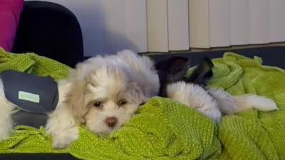 Leelee, a female Maltese and Shih Tzu for sale in Inglewood, CA – 8 of 10