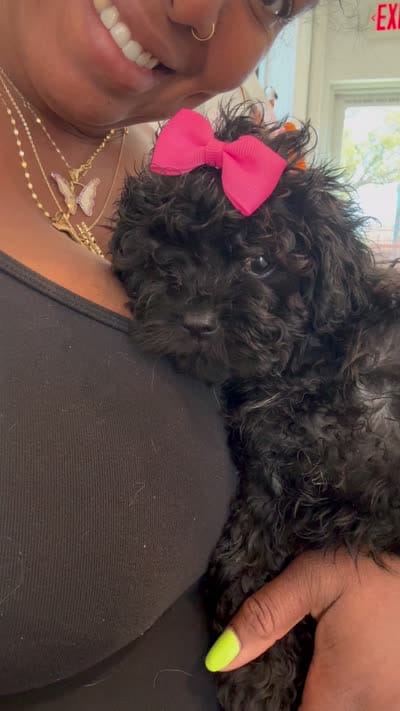 Pretty, a female Maltese and Shih Tzu for sale in Inglewood, CA – 5 of 6
