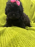 Casina, a female Maltese and Shih Tzu for sale in Inglewood, CA – 2 of 6