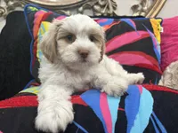 SNOW, a male Maltese and Shih Tzu for sale in Inglewood, CA – 3 of 7