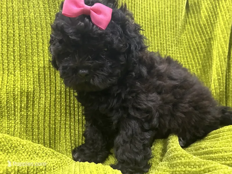 Pretty – Maltese, Shih Tzu puppy for sale in Inglewood, CA