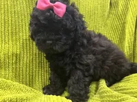 Pretty, a female Maltese and Shih Tzu for sale in Inglewood, CA – 1 of 6