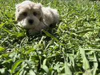 SEVEN, a female Maltese and Shih Tzu for sale in Inglewood, CA – 4 of 6