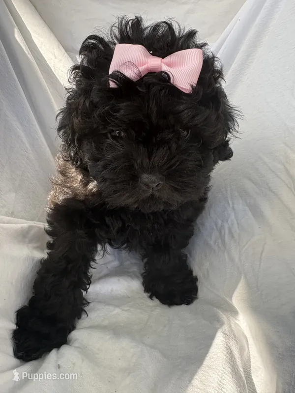 Pretty – Maltese, Shih Tzu puppy for sale in Inglewood, CA