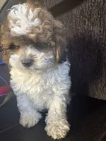 Handsome , a male Maltese and Shih Tzu for sale in Inglewood, CA – 5 of 10