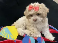 LEELEE , a female Maltese and Shih Tzu for sale in Inglewood, CA – 4 of 7