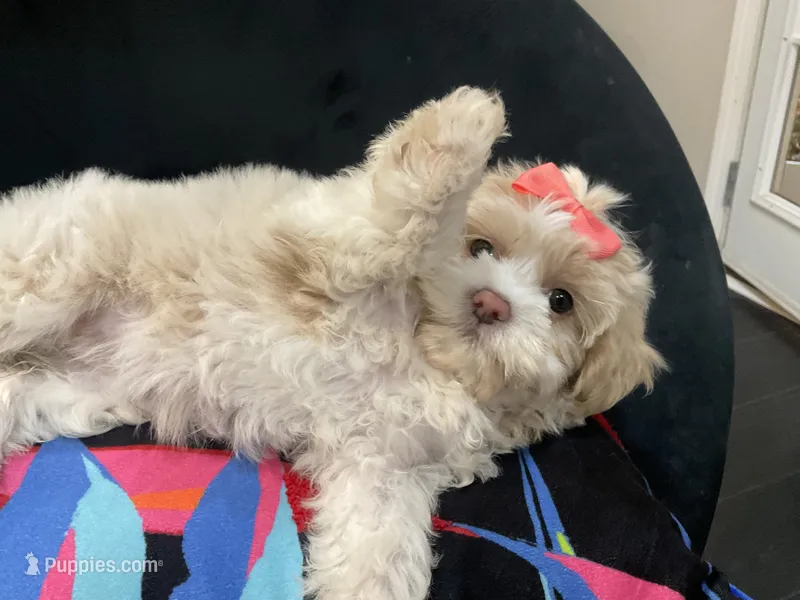 Leelee – Maltese, Shih Tzu puppy for sale in Inglewood, CA