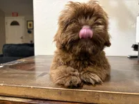 Brownie, a male Shih Tzu for sale in Inglewood, CA – Photo 2 of 2