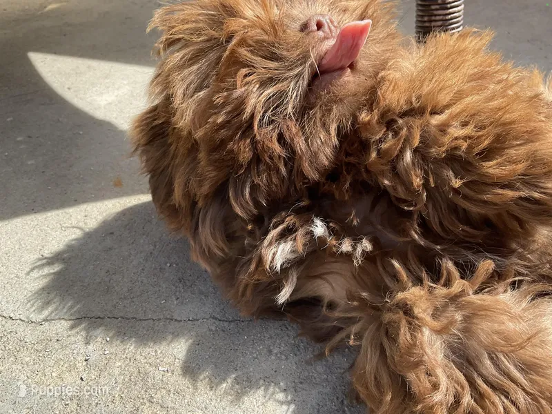 Brownie – Shih Tzu puppy for sale in Inglewood, CA