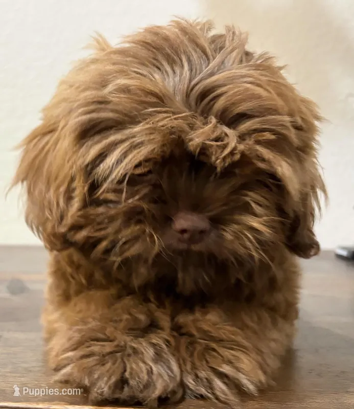 Brownie – Shih Tzu puppy for sale in Inglewood, CA