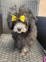 Curly, a female Maltese and Shih Tzu for sale in Inglewood, CA – Photo 5 of 6