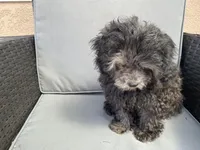 Curl, a female Shih Tzu for sale in Inglewood, CA – Photo 3 of 5