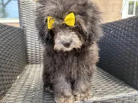 Curly, a female Maltese and Shih Tzu for sale in Inglewood, CA – Photo 4 of 6
