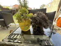 Curl, a female Shih Tzu for sale in Inglewood, CA – Photo 2 of 5