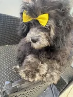 Curly, a female Maltese and Shih Tzu for sale in Inglewood, CA – Photo 3 of 6