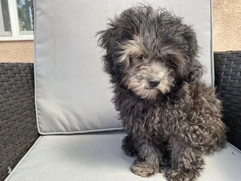 Curl – Shih Tzu puppy for sale in Inglewood, CA