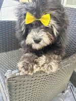 Curly, a female Maltese and Shih Tzu for sale in Inglewood, CA – Photo 2 of 6