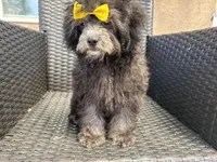 Curly, a female Maltese and Shih Tzu for sale in Inglewood, CA – Photo 6 of 6