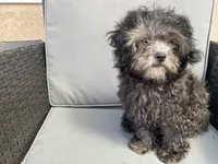 Curl, a female Shih Tzu for sale in Inglewood, CA – Photo 5 of 5