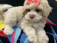 Leelee, a female Maltese and Shih Tzu for sale in Inglewood, CA – 2 of 10