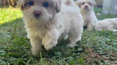Leelee, a female Maltese and Shih Tzu for sale in Inglewood, CA – 7 of 10
