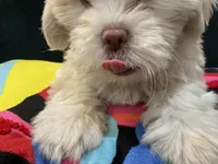 LYTE, a male Maltese and Shih Tzu for sale in Inglewood, CA – 3 of 9