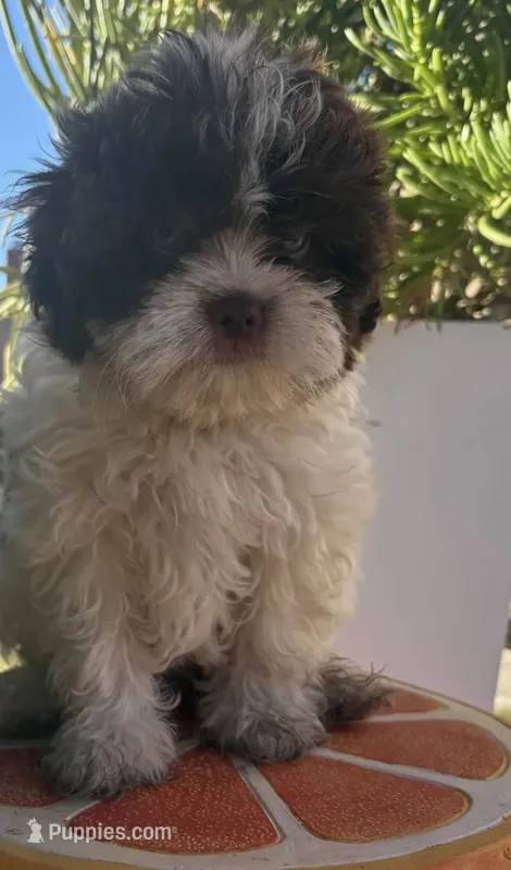 Eyes – Maltese, Shih Tzu puppy for sale in Inglewood, CA