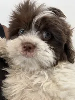 Eyes, a male Maltese and Shih Tzu for sale in Inglewood, CA – 5 of 6