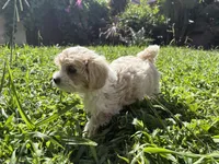 SEVEN, a female Maltese and Shih Tzu for sale in Inglewood, CA – 3 of 6