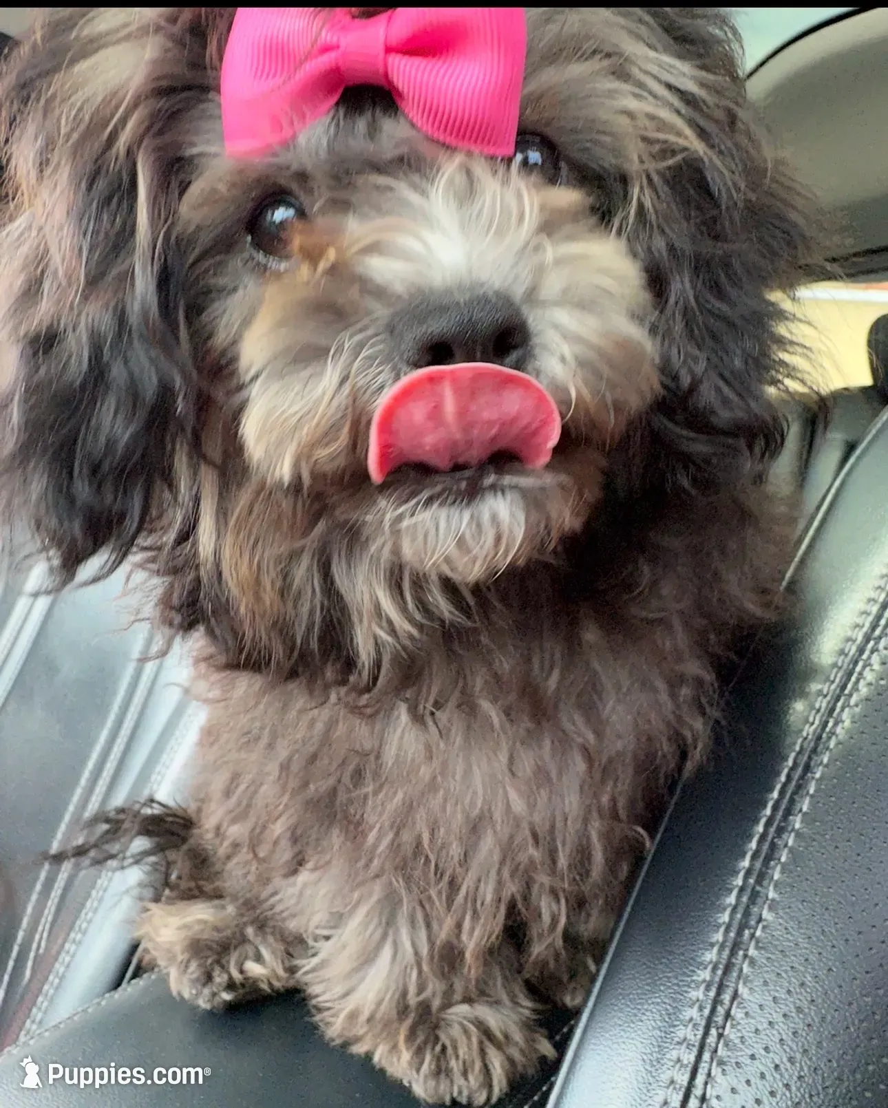 Curly, a female Maltese and Shih Tzu for sale in Inglewood, CA – 1 of 3