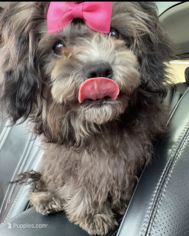 Curly – Maltese, Shih Tzu puppy for sale in Inglewood, CA