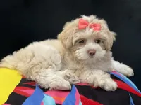 LEELEE , a female Maltese and Shih Tzu for sale in Inglewood, CA – 2 of 7