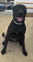 Maci, a female Labrador Retriever for sale in Centreville, VA – 3 of 5