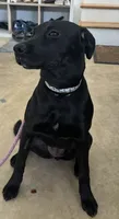 Maci, a female Labrador Retriever for sale in Centreville, VA – 2 of 5