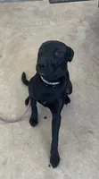 Maci, a female Labrador Retriever for sale in Centreville, VA – 4 of 5