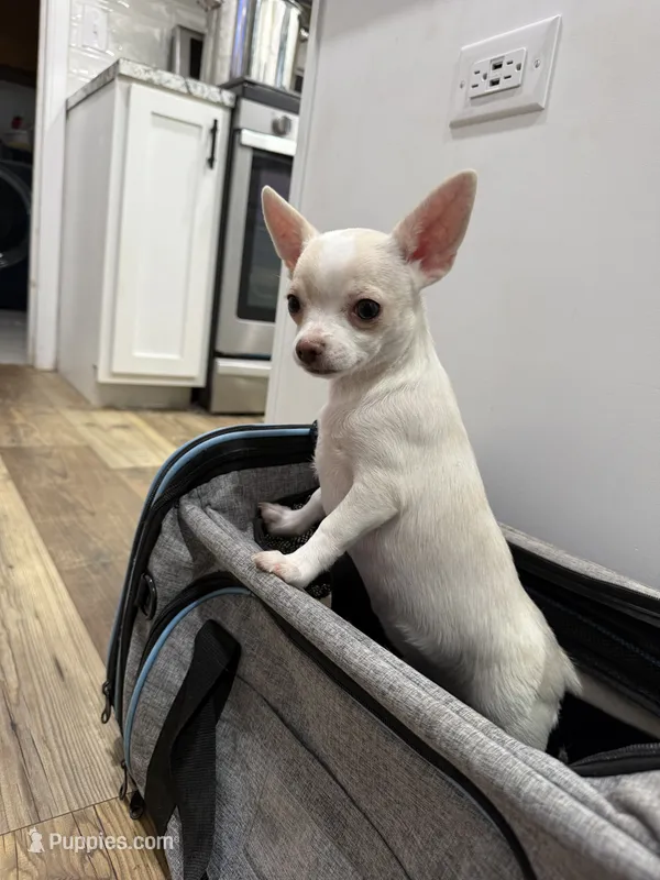 Cotton, a male Chihuahua for sale in Cabool, MO – 1 of 6