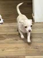 Cotton, a male Chihuahua for sale in Cabool, MO – 4 of 6
