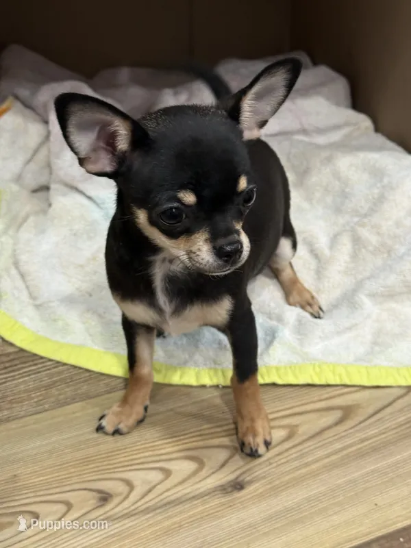 Snoop Dawg – Chihuahua puppy for sale in Cabool, MO
