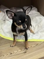 Snoop Dawg, a male Chihuahua for sale in Cabool, MO – 3 of 9