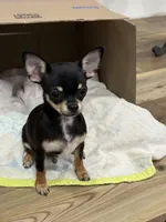 Snoop Dawg, a male Chihuahua for sale in Cabool, MO – 5 of 9