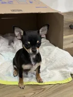 Snoop Dawg, a male Chihuahua for sale in Cabool, MO – 8 of 9