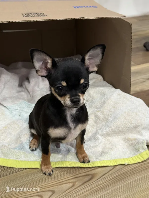 Snoop Dawg, a male Chihuahua for sale in Cabool, MO – 1 of 9