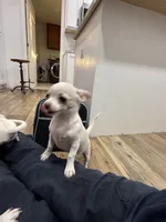 Cotton, a male Chihuahua for sale in Cabool, MO – 3 of 6