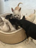 Snoop Dawg, a male Chihuahua for sale in Cabool, MO – 9 of 9